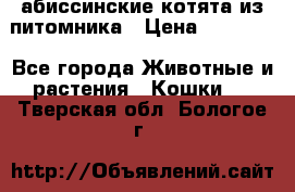 абиссинские котята из питомника › Цена ­ 15 000 - Все города Животные и растения » Кошки   . Тверская обл.,Бологое г.